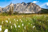 A mountain rises behind a field of green cotton grass beneath a blue sky.