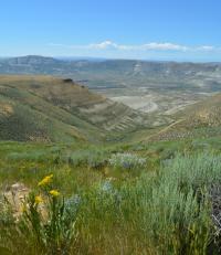 large green valley with tall grass