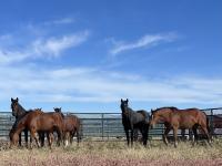 Desatoya Wild Horses
