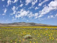 Flowering meadow in Secret Valley, CA.