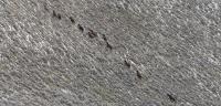 Horses on the hillside