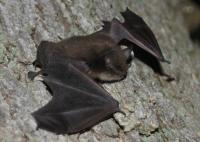 a little brown myotis bat on rocky soil