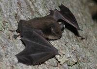 a little brown myotis bat on rocky soil
