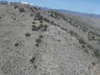 Wild horses are pictured in the Moriah Herd Area