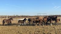 Mares with their foals at the Indian Lakes ORC