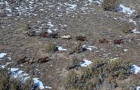 Wild horses roaming within the Roberts Mountain Complex