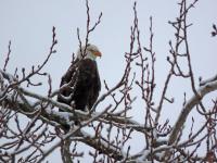 American bald eagles migrate annually to Lake Coeur d'Alene.