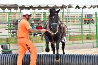 An inmate leads a horse during an adoption event in Florence, Arizona.