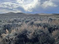 BLM lands provide important sagebrush habitat for the Gunnison sage-grouse. Photo: Kathy Broadhead