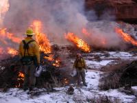 Photo of tamarisk pile burn 