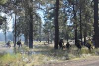 Wildland firefighters use drip torches to target surface fuels on the ranger-prescribed fire unit.