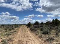 A dirt path along vegetation. 