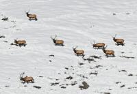 Photo courtesy of Idaho Department of Fish & Game_herd bulls Bullwhacker feed site