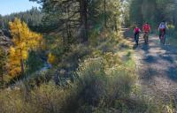 Three people riding bikes on a gravel trail in a wooded area.