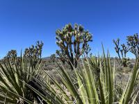 Joshua Trees and other native plants in the newly established Avi Kwa Ame National Monument.