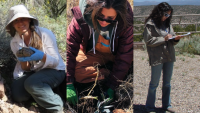 From left to right: Tiffany Shepherd, Cristina Francois and Celina Martinez work in the field.