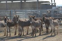 Several burros at an outdoor auction.