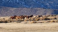 Wild horses on East Pershing Complex range land.