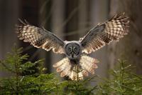 Owl landing on a branch