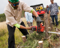 A man saws logs in a stream for an artificial beaver dam