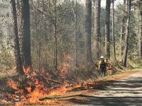 A BLM firefighter walks along a road, with flames are seen in the woods on the same side of the road during a prescribed burn.