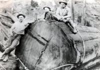 Loggers remove a huge redwood during the logging heyday in the Headwaters Forest Reserve. 