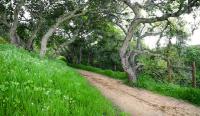 A path at Fort Ord