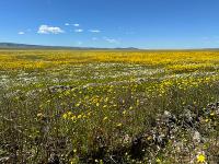 Yellow wildflowers in a flat  field