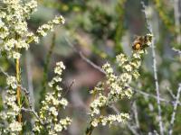 Bee lands on a small white flower