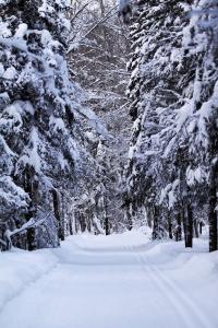 Snowy trail lined with snow-laden spruce.