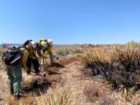 Three wildland fire fighters dressed in personal protective equipment including green fire resistant pants, yellow fire resistant long sleeve shirt, helmets and gloves are leaned over Pulaski hand tools digging a fire line to stop progress of fire