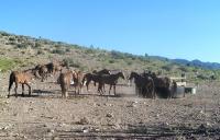 Wild horses in the Caliente Complex gather around a water source.