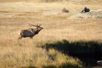 Elk in grassland