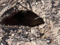 Close-up of desert tortoise in burrow