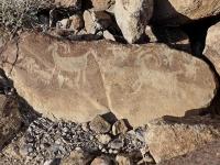 Petroglyph of Big Horn sheep