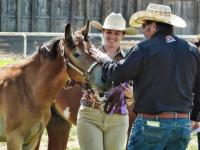4-H handled wild horse weanling competes in trail challenge