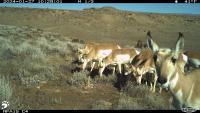 A photo of several pronghorn in the foreground, with flat lands and a blue sky in the background.