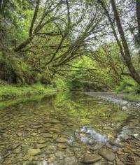 A slow, clear stream under a forest canopy