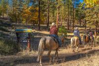 People on horse back entering a forest