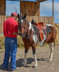 A man wearing a red shirt stands next to a brown and white horse called a pinto. The horse is wearing a saddle and looking at the camera.