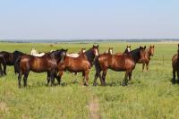 Wild horses standing on a grassy field