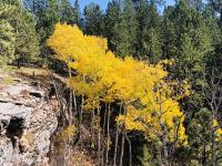 trees on a cliffside