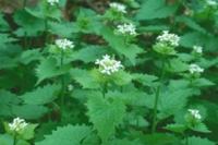 A photo of Garlic Mustard, a weed with thin green stalks, leaves with jagged edges, and small white flowers at the top. 