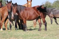 Photo of Wild Horses