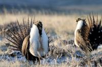 grouse_drybasin_Thonhoff