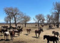 Mares and Foals at the Indian Lakes Off-range Corrals