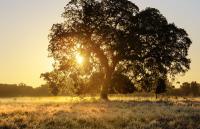 A large oak tree with the sun rising behind it.