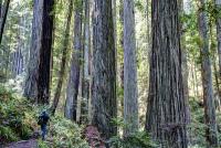 A man looks up at tall trees