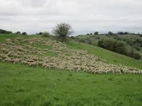 Sheep on a green hill