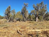 Within the project area, clusters of trees are left to benefit migratory birds such as pinion jays.